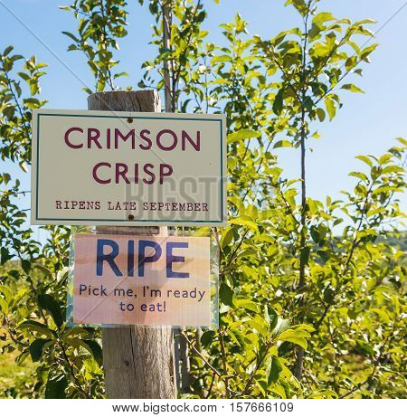 A ripe crimson crisp apple sign at the orchard