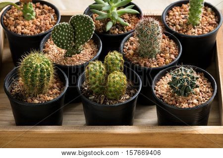 The cactus in pot on wooden box