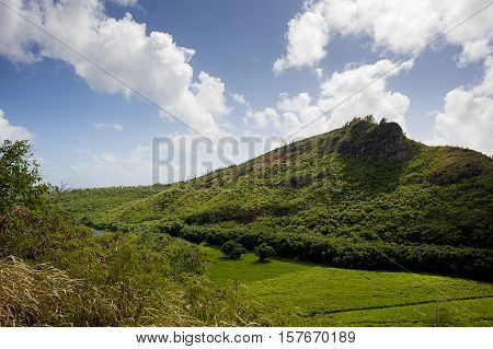 Jungle on the pacific island. Forest, field, bushes, valley