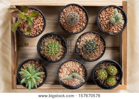 The cactus in pot on wooden box top view