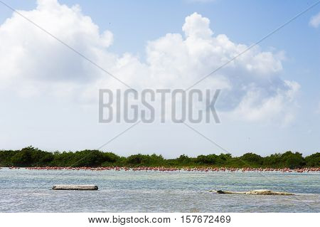 Flock of pink flamingos in the salt lake