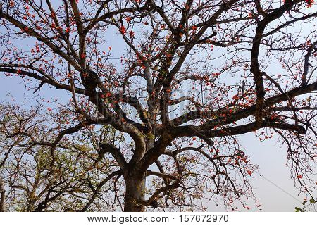Blossom of the Red Silk Cotton Tree - The Latin name is Bombax Ceiba and it is a popular ornamental tree found in East and South Asia.