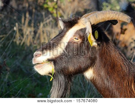 picture of a goat grazing in the field domestic and farm animals theme