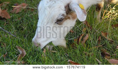 picture of a goat grazing in the field domestic and farm animals theme