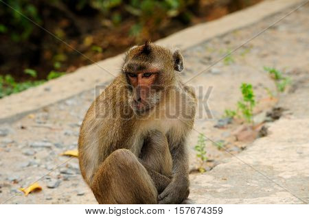 A wild rhesus monkey on Can Gio Island area of south Vietnam.