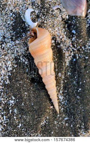 A conical shaped seashell on a beach in the Can Gio area of southern vietnam.