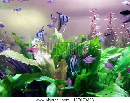 Fish in an aquarium. Underwater fairy-tale world.