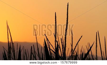 Corn branches.Rural life in western anatolia. Red horizon and nature
