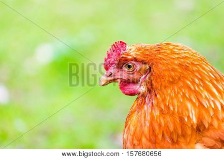 The brown Hen sitting on the Grass