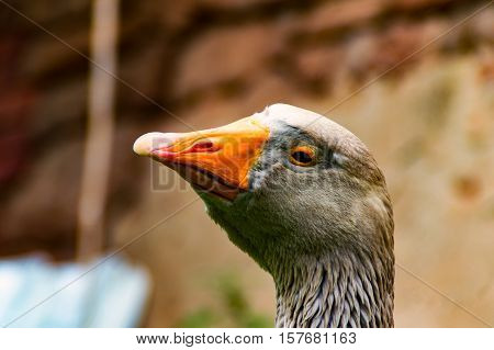 The big Goose at the Farm in Germany 2