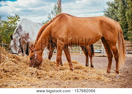 Brown and gray horses eating a hay at  ranch summertime. Horses chewing dry grass on green trees background.