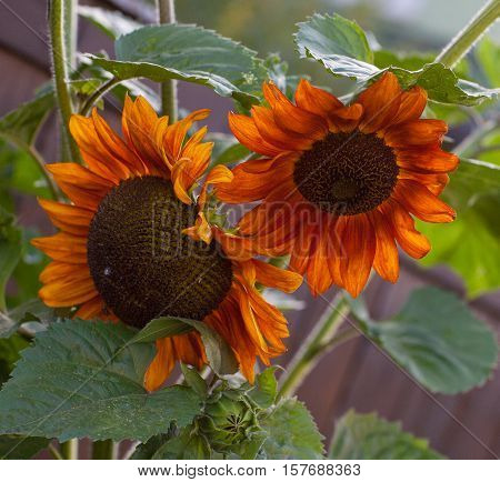 Close up of beautiful unusual red sunflower, helianthus, on white background, isolated