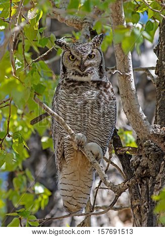 A Great Horned Owl looks down from its perch in an Alberta park.