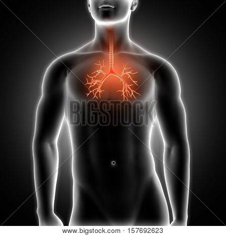 3D render of a medical male figure with bronchus highlighted