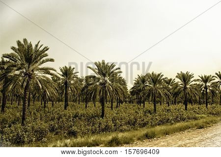Cotton crop and date palms photo taken in Khairpur, Sindh, Pakistan