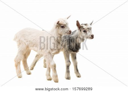 little goatling  farm animal on a white background