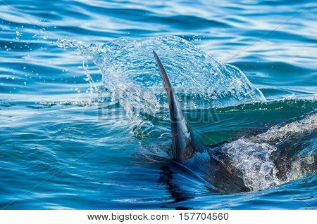 Shark fin above water. Closeup Fin of a Great White Shark (Carcharodon carcharias), swimming at surface, False Bay, South Africa, Atlantic Ocean