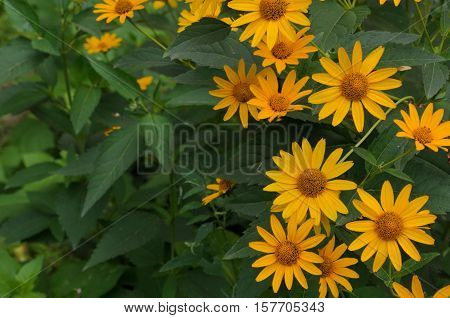 Green and yellow flowerbed of Heliopsis helianthoides yellow flowers