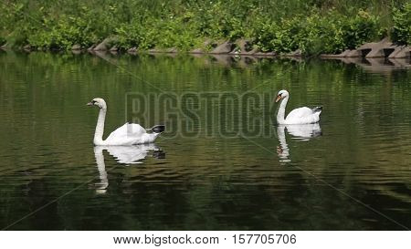 Two white swans float on the lake