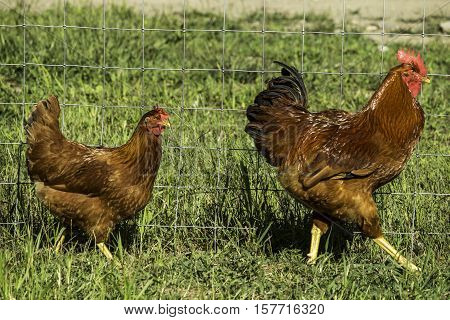 A New Hampshire Red hen and rooster walking along a fence line.