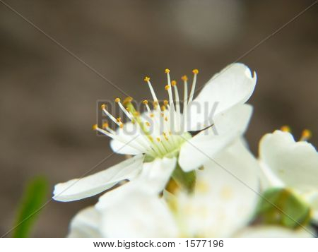 Frühling kommt