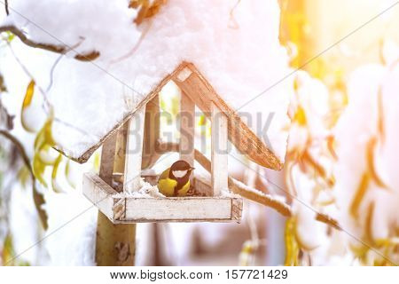small bird on feedbox close up