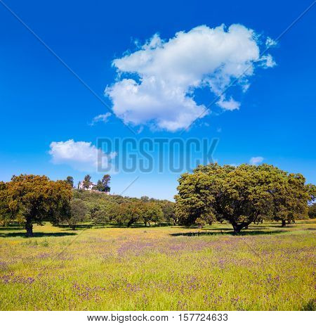 Dehesa grassland by via de la Plata way of Spain in Andalusia