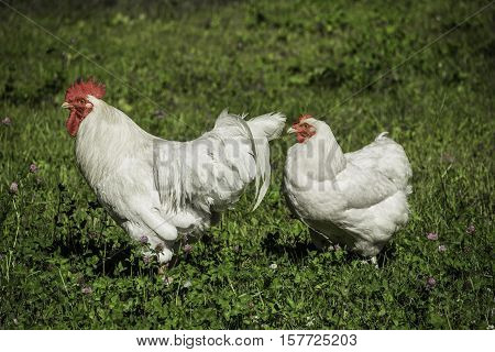 A White Rock hen and rooster walking along eating in a field of grass and clover.