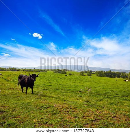 fighting bull grazing in Extremadura dehesa grasslands along Via de la Plata way of Spain