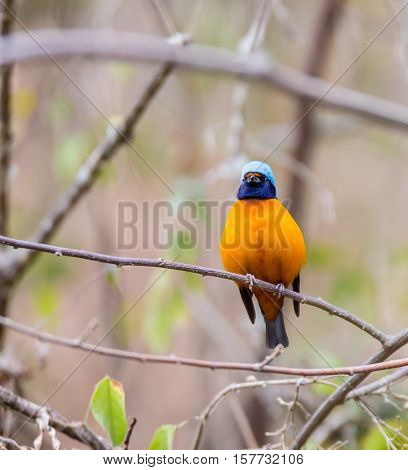 The elegant or blue-hooded euphonia is a species of bird in the Fringillidae family. It is found in Belize, Costa Rica, El Salvador, Guatemala, Honduras, Mexico, Nicaragua, and Panama.