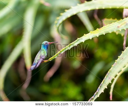 Broad Billed Hummingbird. Using different backgrounds the bird becomes more interesting and blends with the colors. These birds are native to Mexico and brighten up most gardens where flowers bloom.