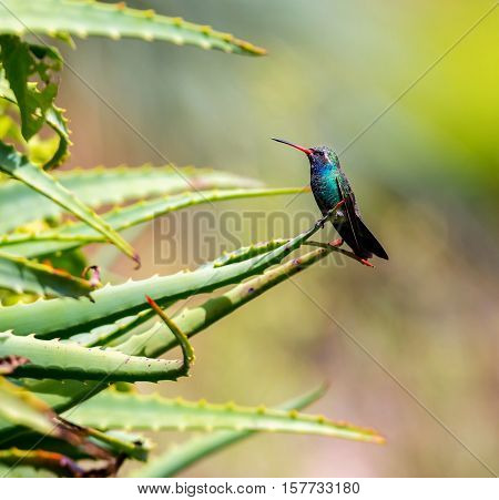 Broad Billed Hummingbird. Using different backgrounds the bird becomes more interesting and blends with the colors. These birds are native to Mexico and brighten up most gardens where flowers bloom.