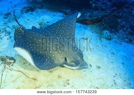 Spotted Eagle Ray