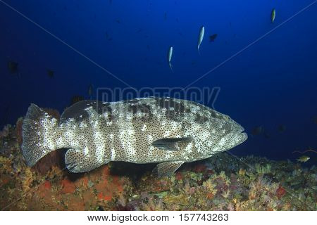 Grouper fish