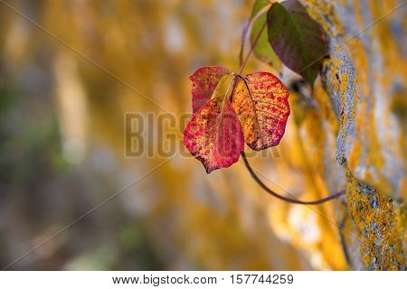 Poison Ivy (Toxicodendron radicans) leaves growing along rocky wall in the fall. Copy space.