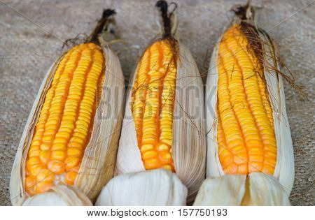 Closeup dried corn situated mid sunlight healthy organic nutrition