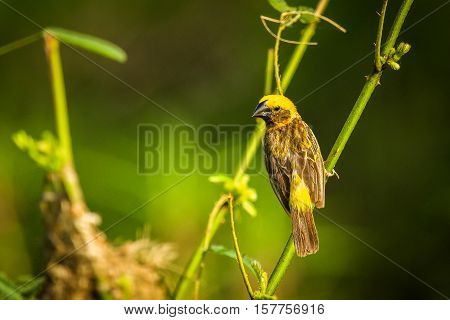 Asian golden weaver (Ploceus hypoxanthus) is a species of bird in the Ploceidae family. It is found in Cambodia Indonesia Laos Myanmar Thailand and Vietnam.