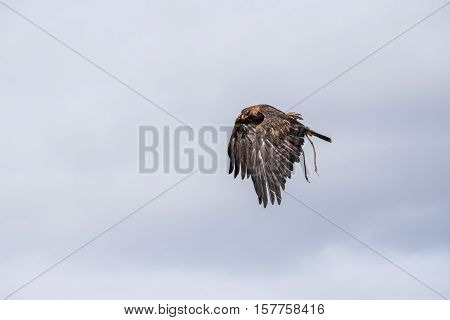 The Eagle Hunters Hunting Rabbit At Ulgii, Mongolia
