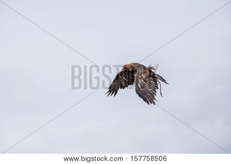 The Eagle Hunters Hunting Rabbit At Ulgii, Mongolia