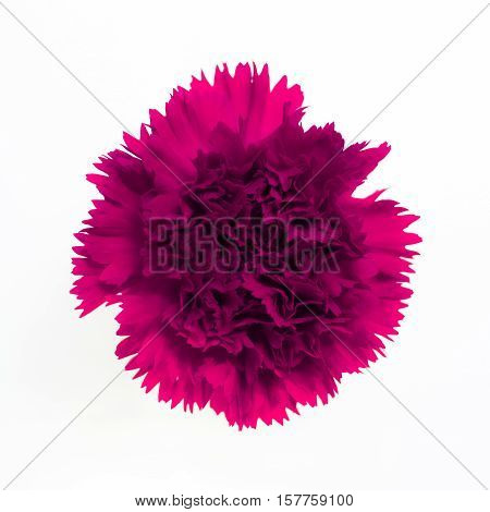 Beautiful pink carnation on the white background.