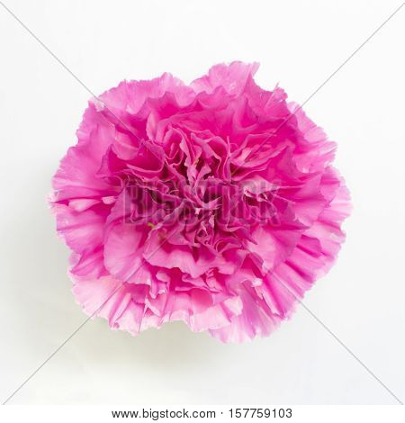 Beautiful pink carnation on the white background.