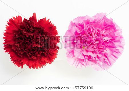 Beautiful red and pink carnation on white background.