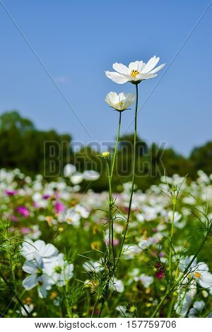 cosmos flower field with blue sky background