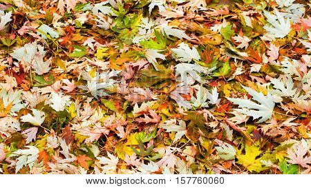 Autumn leaves in the park. Golden autumn