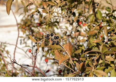 Wolf berries and wild-growing dogrose on a branch in the winter. Outdoors. Average plan. Horizontal format. Color. Photo.