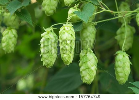 Growing on the branch cones green hops grown for brewing beer, and bread as well as a seasoning for food