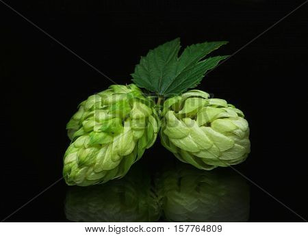 Growing on the branch cones green hops grown for brewing beer, and bread as well as a seasoning for food