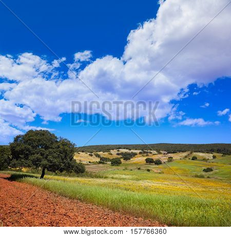 Dehesa grassland by via de la Plata way of Spain in Andalusia