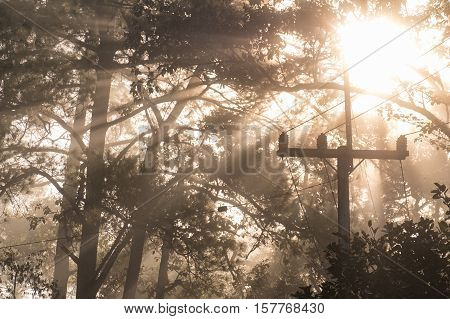 Misty forest with sun ray in deep forest