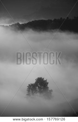 Misty landscape view and sea of clouds at Phuhuayesan in Nong khai province, Thailand.